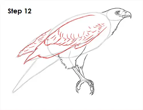 Harris Hawk Drawing 12 Draw Harris Hawk 12