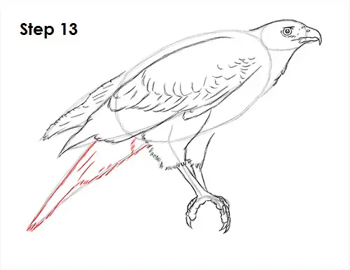 Harris Hawk Drawing 13 Draw Harris Hawk 13