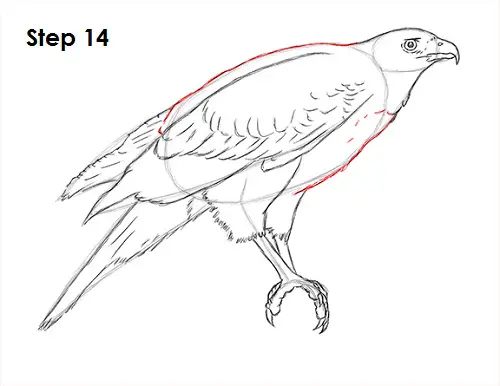 Harris Hawk Drawing 14 Draw Harris Hawk 14