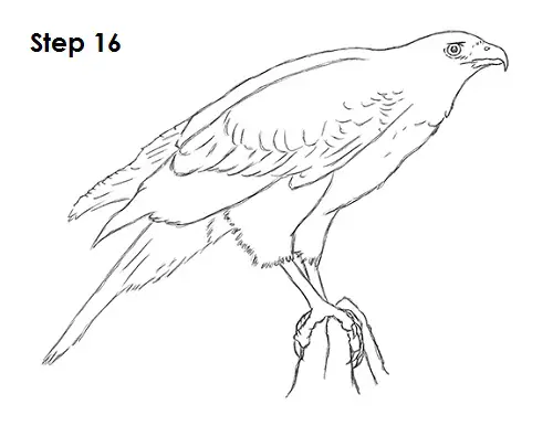 Harris Hawk Drawing 16 Draw Harris Hawk 16