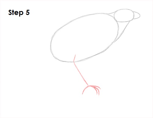 Harris Hawk Drawing 5 Draw Harris Hawk 5