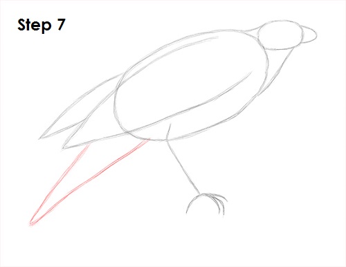 draw harris hawk 7