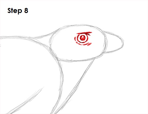 Harris Hawk Drawing 8 Draw Harris Hawk 8