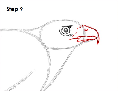 draw harris hawk 9