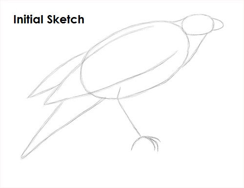 draw harris hawk sketch