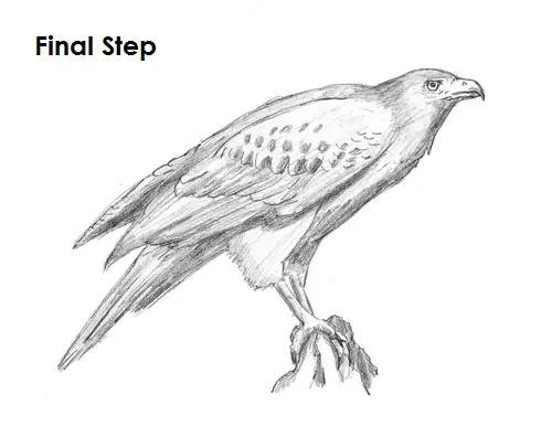 Harris Hawk Drawing Final Draw Harris Hawk Final