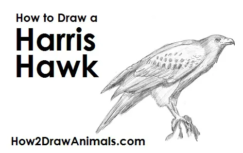 Harris Hawk Drawing Draw Harris Hawk
