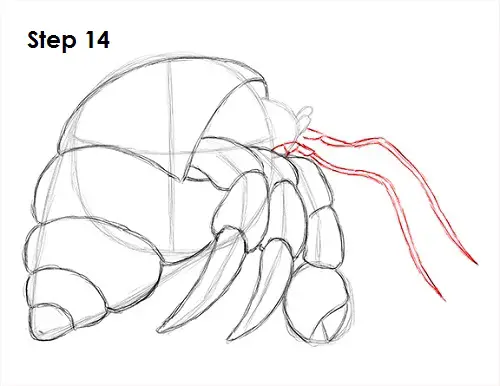 Hermit Crab 14 Draw Hermit Crab 14