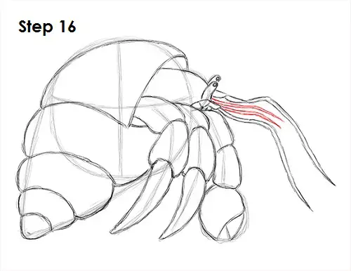 How to Draw a Hermit Crab