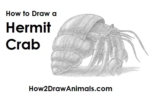 Draw a Hermit Crab Draw Hermit Crab