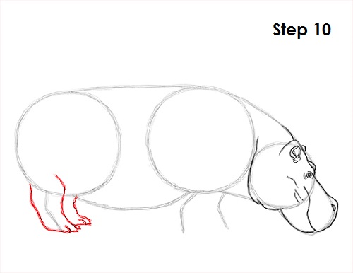 Hippopotamus Drawing 10 Draw Hippopotamus 10
