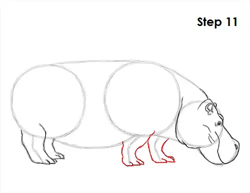 Hippopotamus Drawing 11 Draw Hippopotamus 11