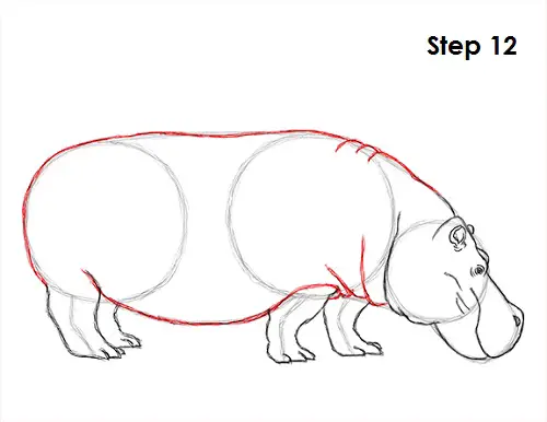 Hippopotamus Drawing 12 Draw Hippopotamus 12