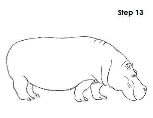 Hippopotamus Drawing 13 Draw Hippopotamus 13