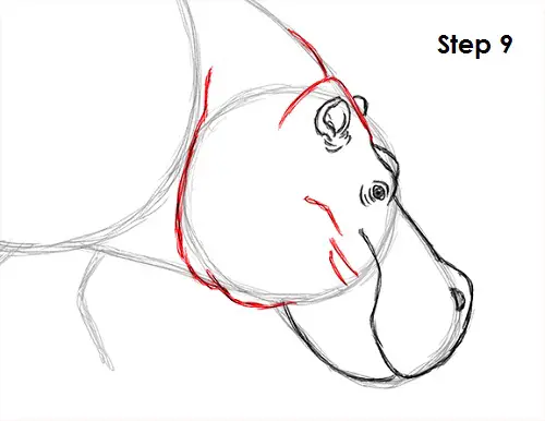 Hippopotamus Drawing 9 Draw Hippopotamus 9