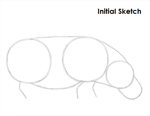 Hippopotamus Drawing Sketch Draw Hippopotamus Sketch