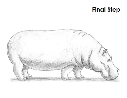Hippopotamus Drawing Final Draw Hippopotamus Final