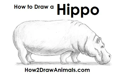 Hippopotamus Drawing Draw Hippopotamus