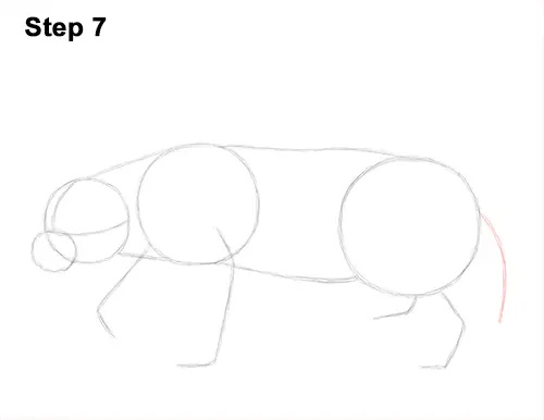 How to Draw a Honey Badger