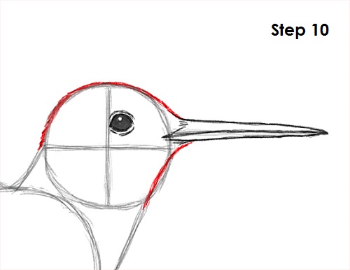Hummingbird Drawing 10 Draw Hummingbird 10