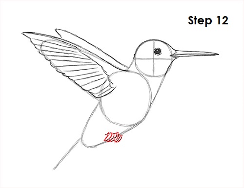 Hummingbird Drawing 12 Draw Hummingbird 12