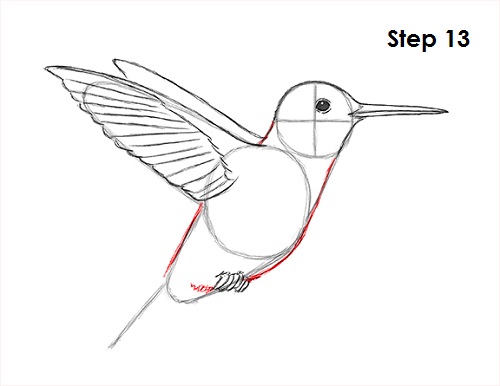 Hummingbird Drawing 13 Draw Hummingbird 13