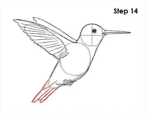Hummingbird Drawing 14 Draw Hummingbird 14