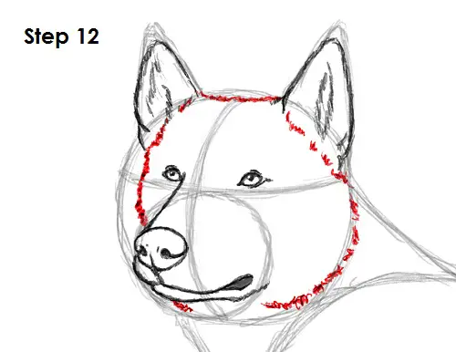 Husky Drawing 12 Draw Husky 12