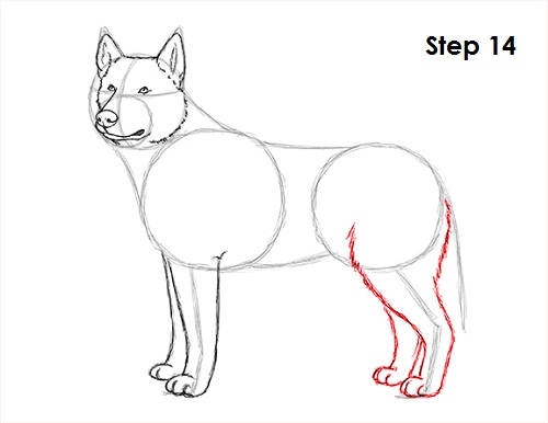 Husky Drawing 14 Draw Husky 14