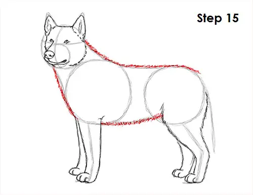 Husky Drawing 15 Draw Husky 15