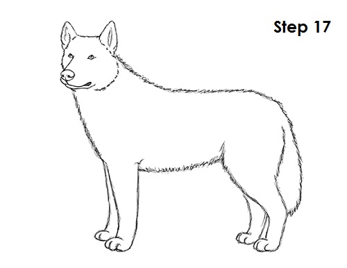 Husky Drawing 17 Draw Husky 17