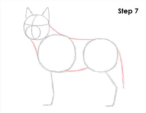 Husky Drawing 7 Draw Husky 7