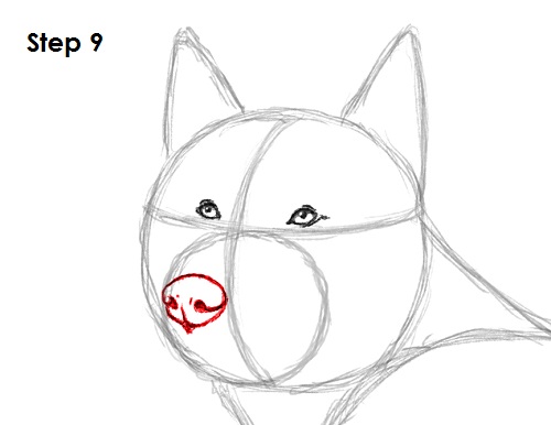Husky Drawing 9 Draw Husky 9