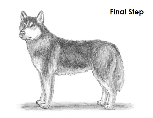 Husky Drawing Final Draw Husky Final