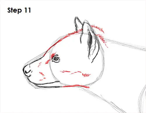 Hyena Drawing 11 Draw Hyena 11