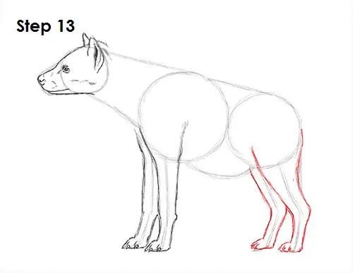 Hyena Drawing 13 Draw Hyena 13