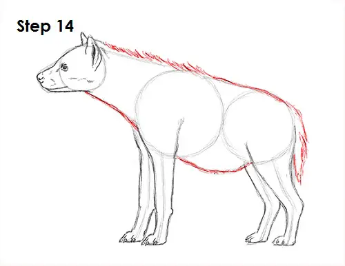 Hyena Drawing 14 Draw Hyena 14