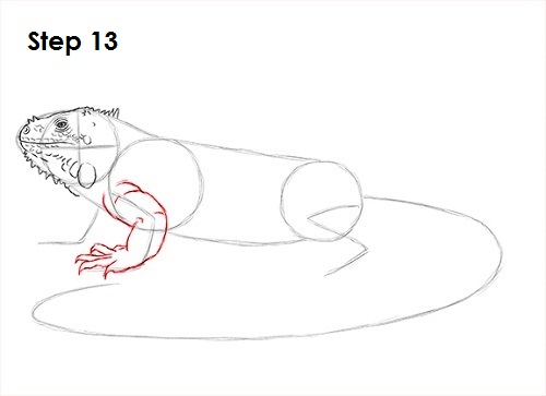 Iguana Drawing 13 Draw Iguana 13