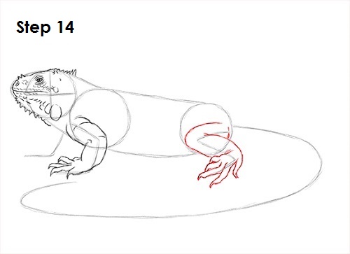 Iguana Drawing 14 Draw Iguana 14