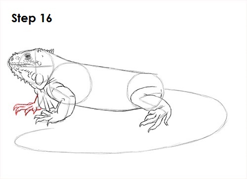 Iguana Drawing 16 Draw Iguana 16