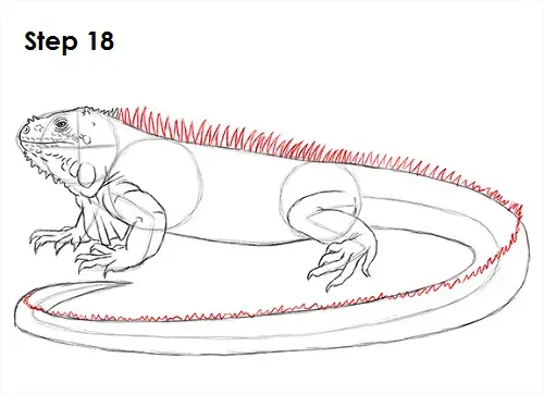 Iguana Drawing 18 Draw Iguana 18