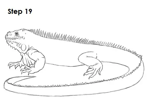 Iguana Drawing 19 Draw Iguana 19