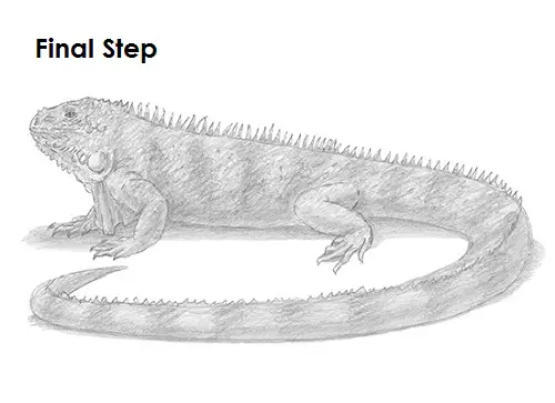 Iguana Drawing Draw an Iguana