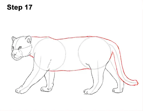 How to Draw a Jaguar VIDEO & Step-by-Step Pictures