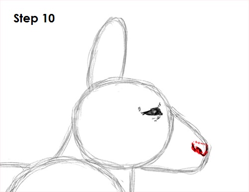 Kangaroo Drawing 10 Draw Kangaroo 10