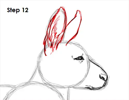 Kangaroo Drawing 12 Draw Kangaroo 12