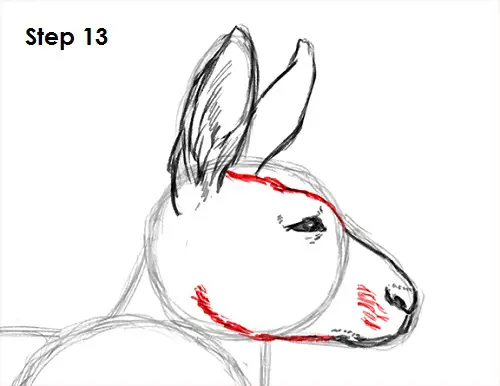 Kangaroo Drawing 13 Draw Kangaroo 13