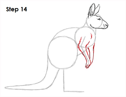 Kangaroo Drawing 14 Draw Kangaroo 14