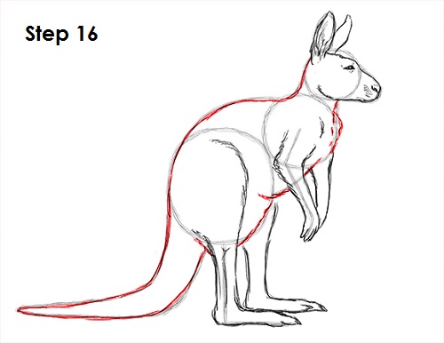 kangaroo tracks coloring pages - photo #8