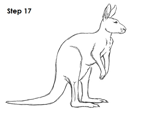 Kangaroo Drawing 17 Draw Kangaroo 17